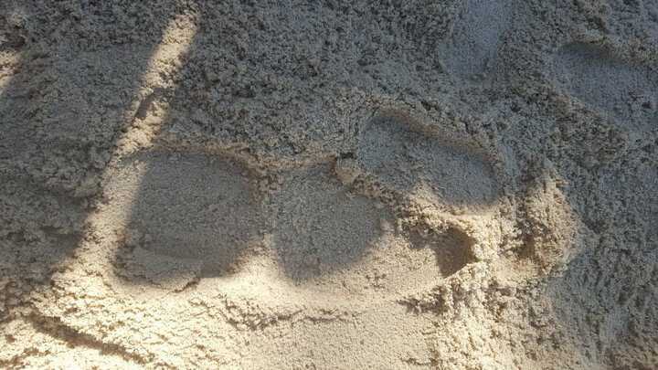 Daddy's & Michael's Foot Prints
